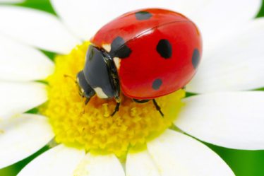 L'affascinante ciclo di vita di una coccinella: una guida completa