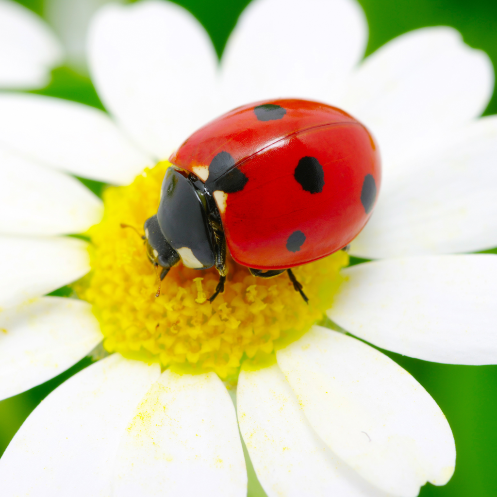 L'affascinante ciclo di vita di una coccinella: una guida completa