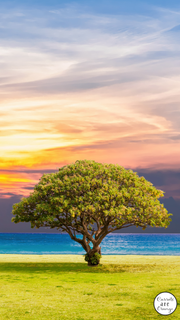 Ciclo di vita di un albero Lezione e risorse