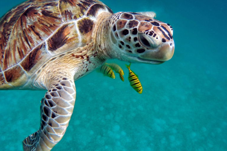 close-up-of-a-sea-turtle-1