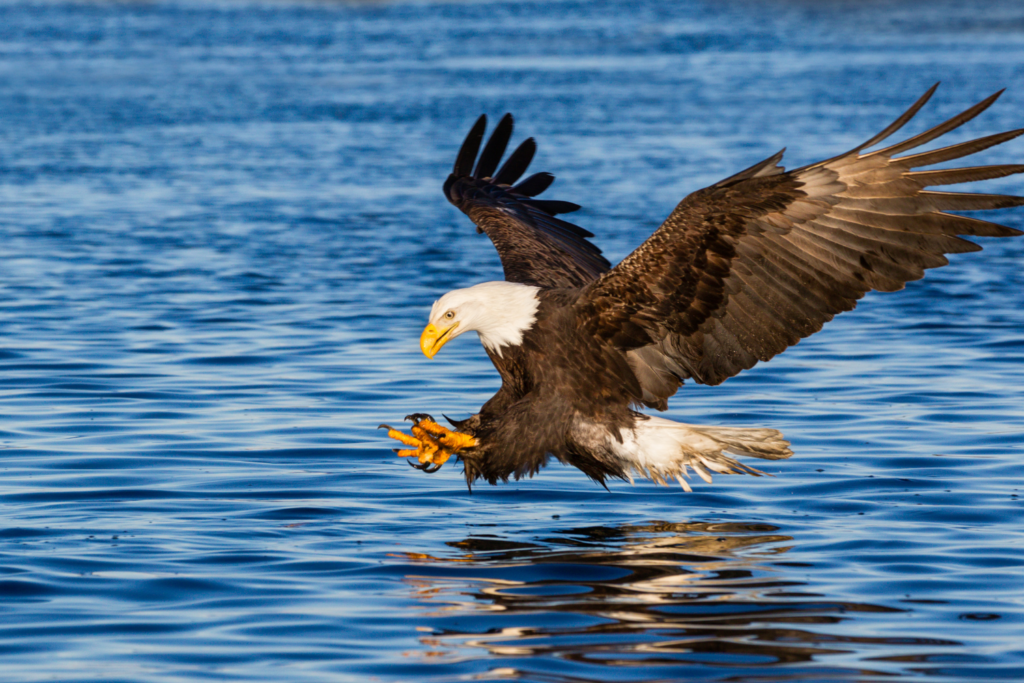 Piani di lezione, attività di apprendimento e risorse di Bald Eagle