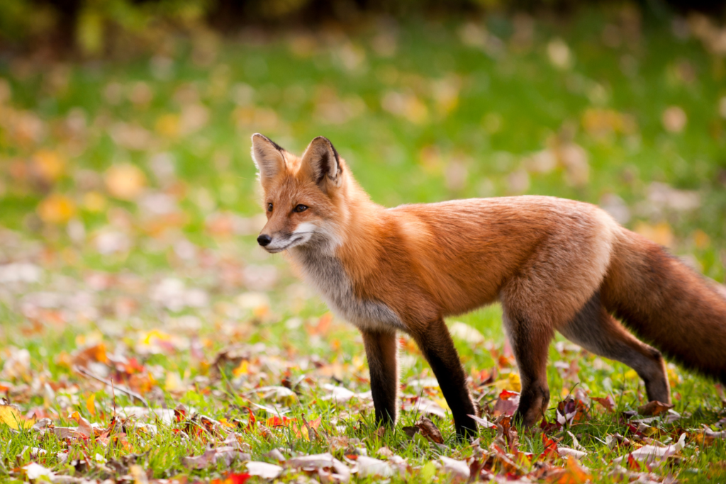 Attività di apprendimento, risorse e avventure per bambini su Red Fox