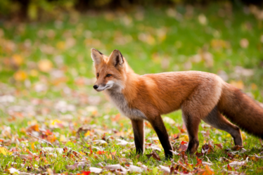 Attività di apprendimento, risorse e avventure per bambini su Red Fox