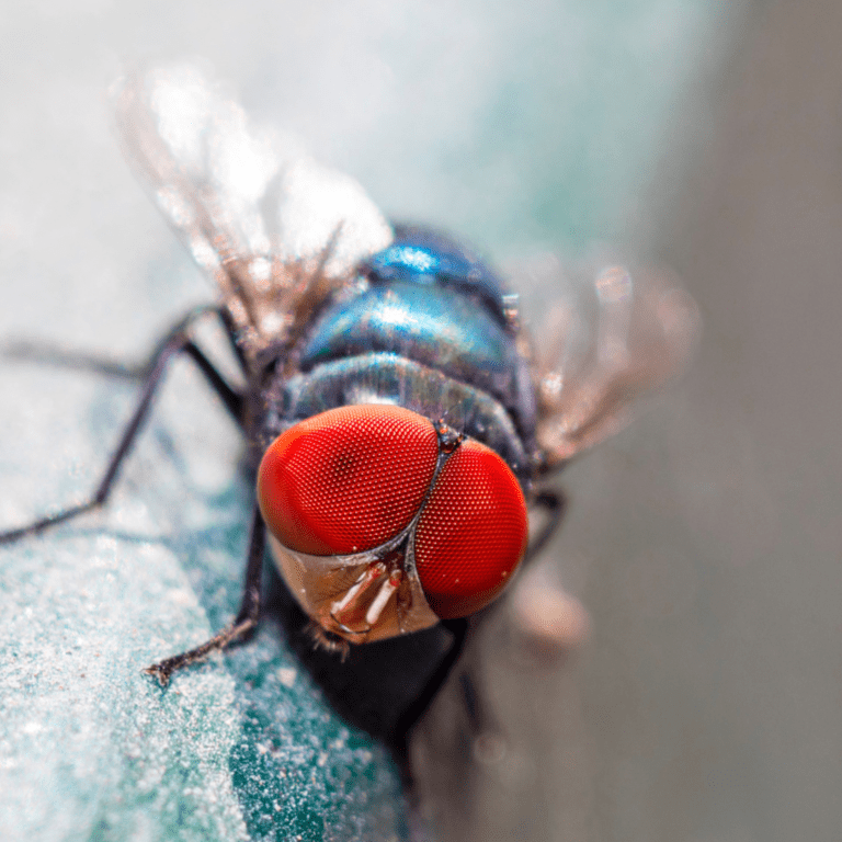 Mosca domestica