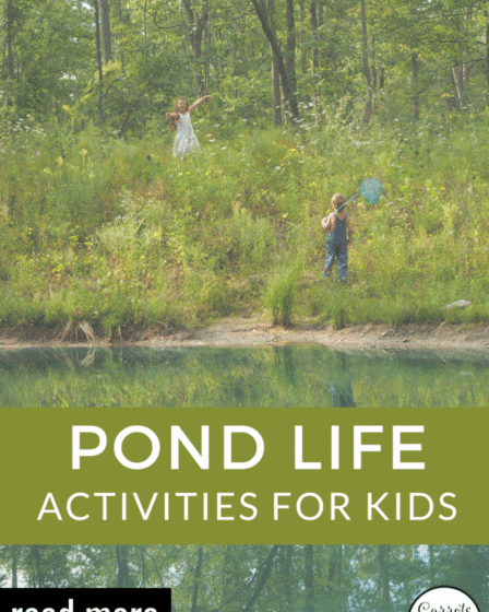 Pond Life Exploration con attività uniche Montessori