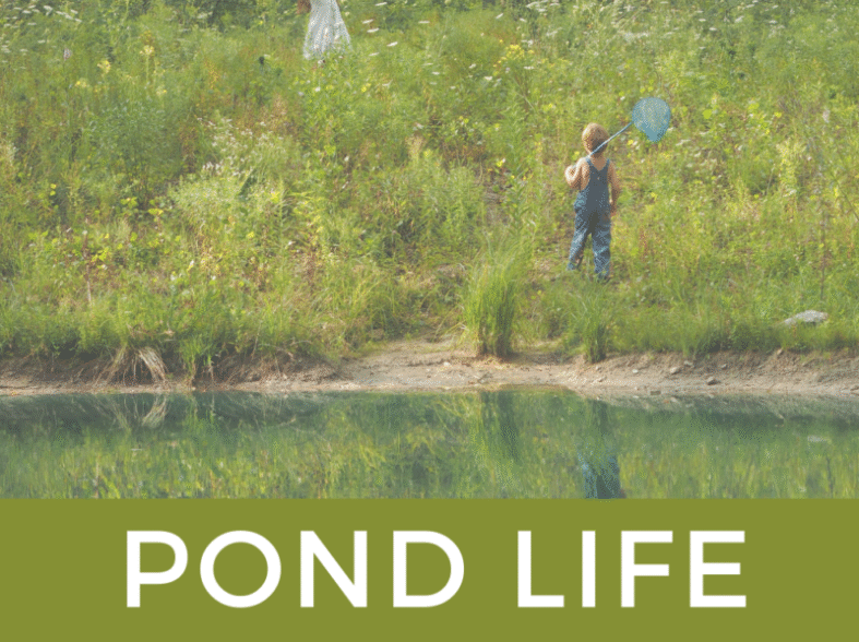 Pond Life Exploration con attività uniche Montessori